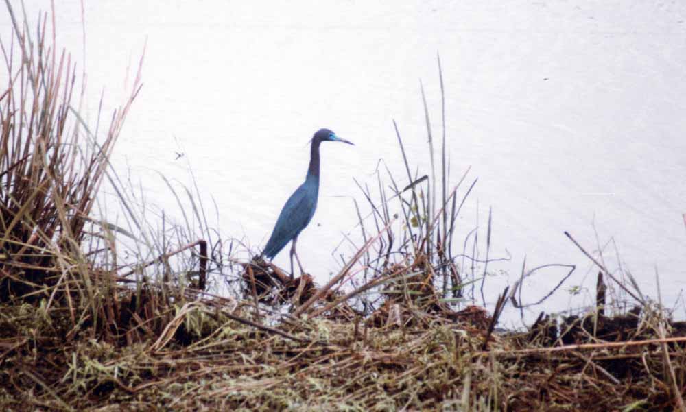 Little Blue Heron Picture