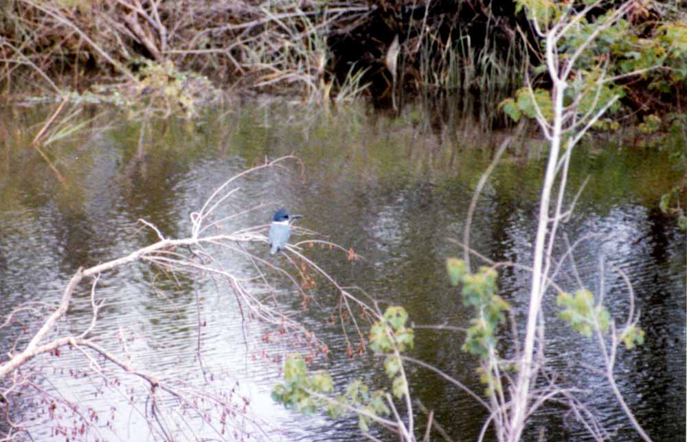 Belted Kingfisher Picture