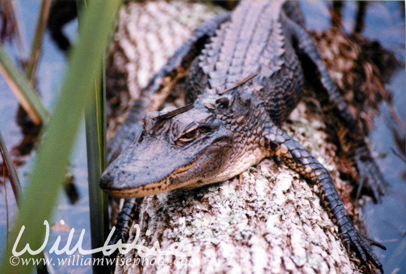 Juvenile Alligator Picture