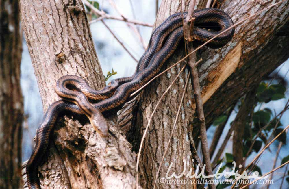 Yellow Ratsnake Picture
