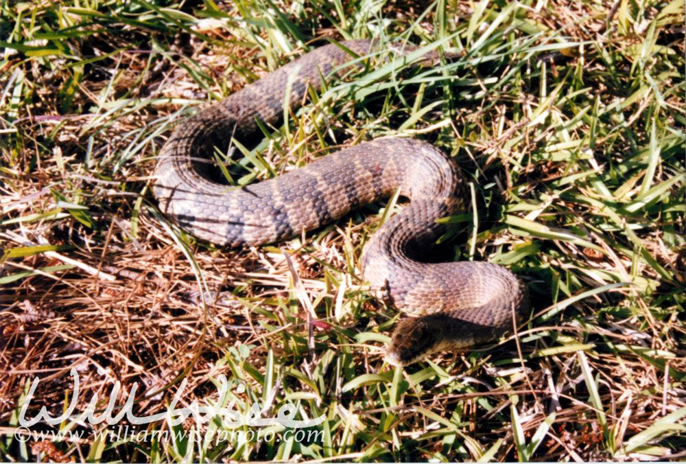 Northern Watersnake Picture