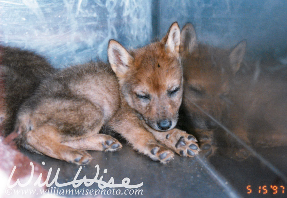 Coyote puppy Picture