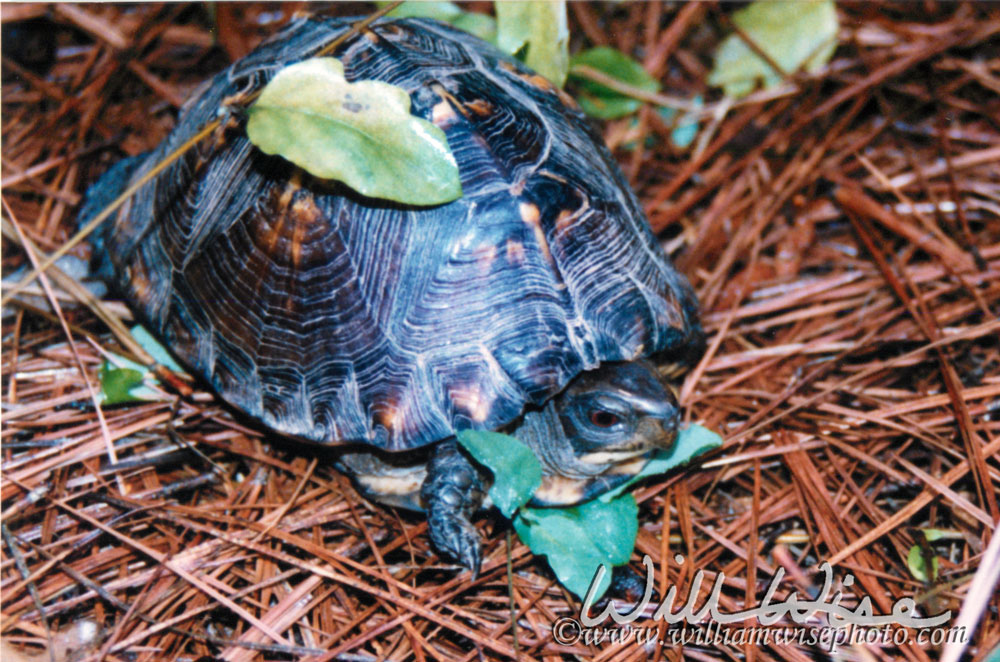 Box Turtle Picture