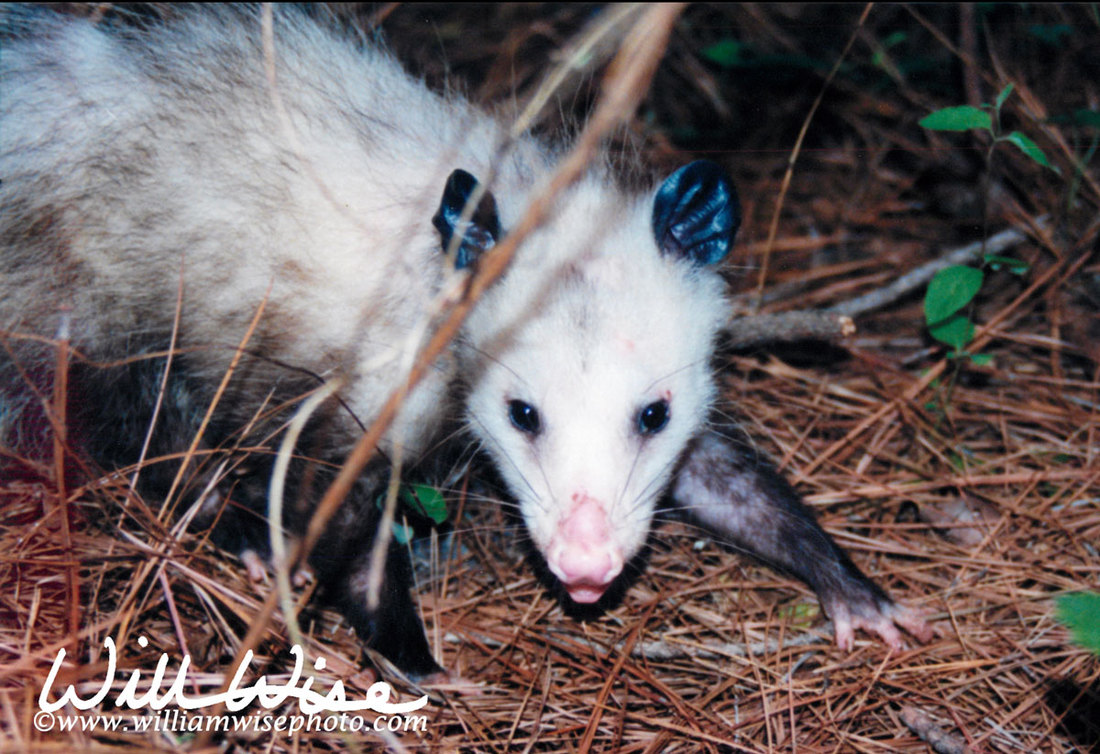 Opossum Picture
