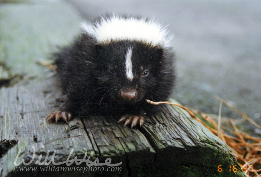 Baby Skunk Picture