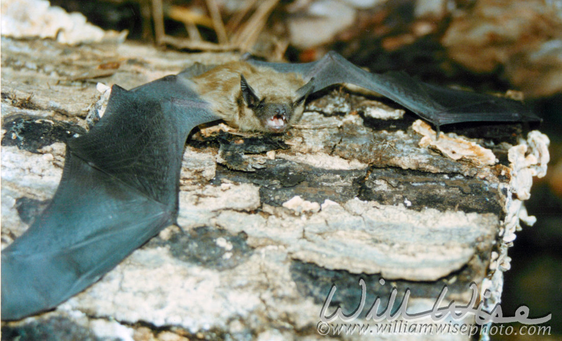 Bat Picture