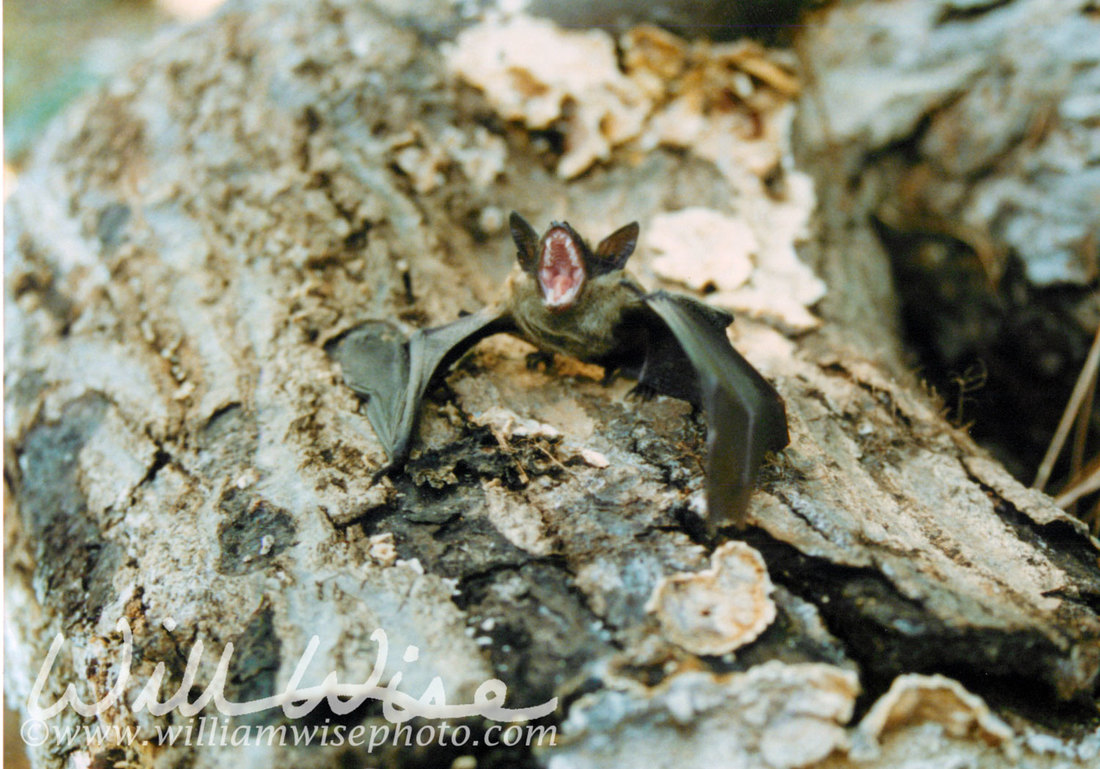 Bat Picture