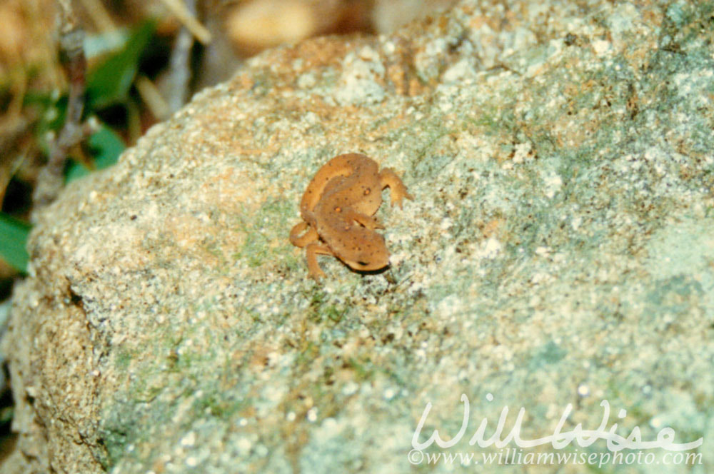 Newt Picture