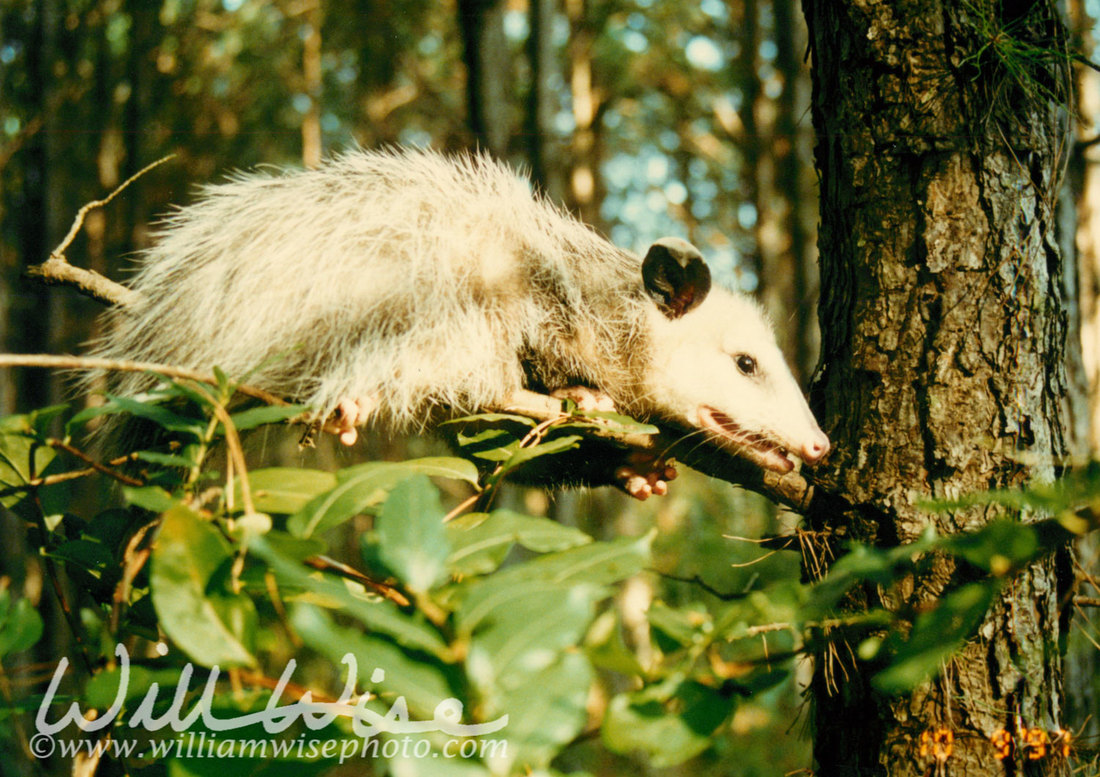 Opossum Picture