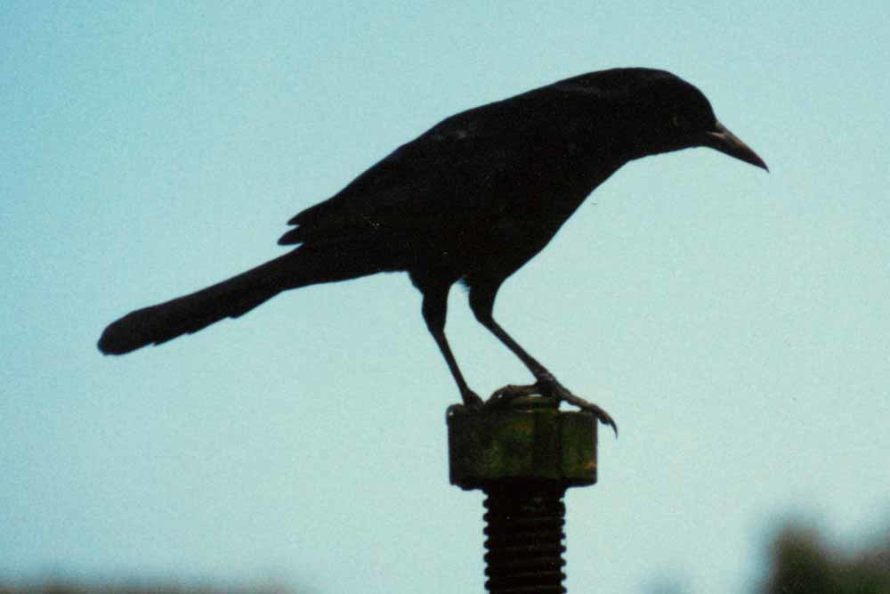 Boat Tailed Grackle Picture