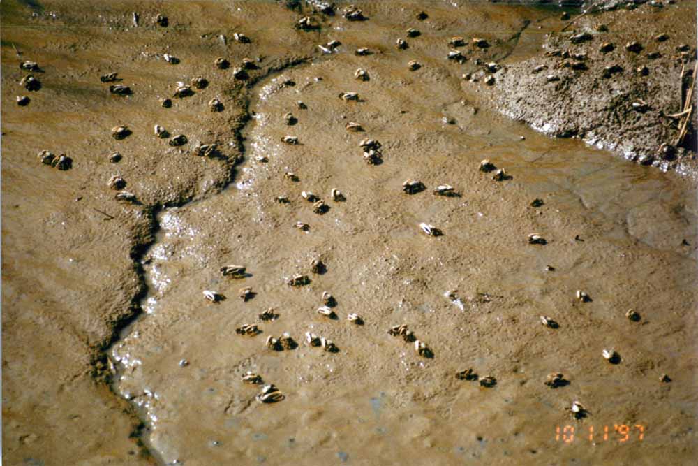 Fiddler crabs Picture
