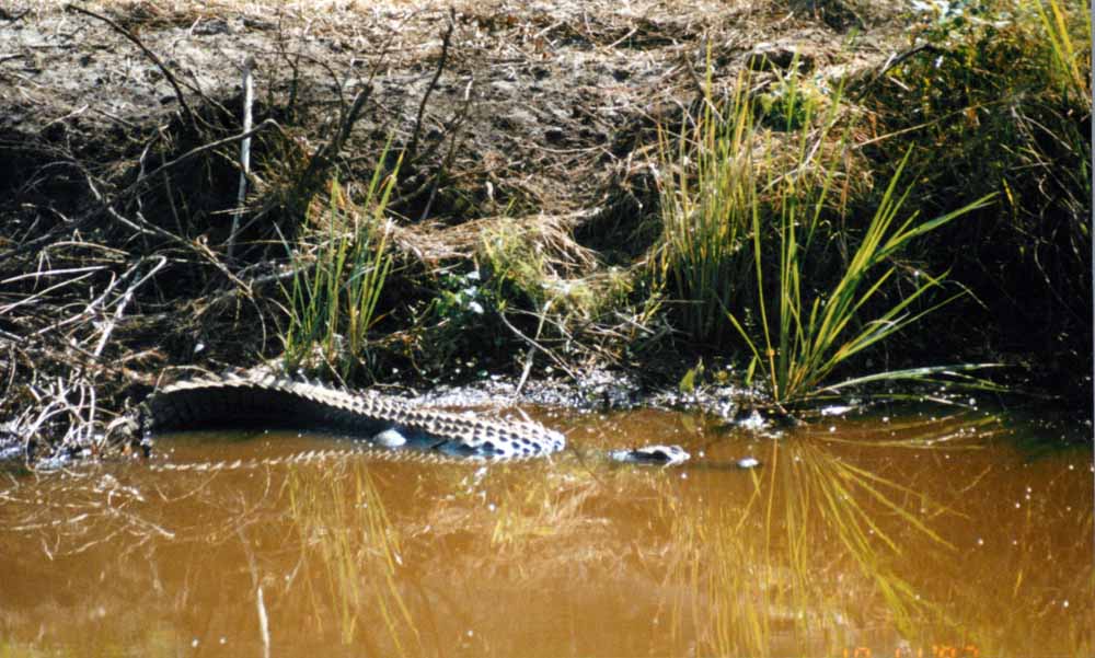 Alligator Picture