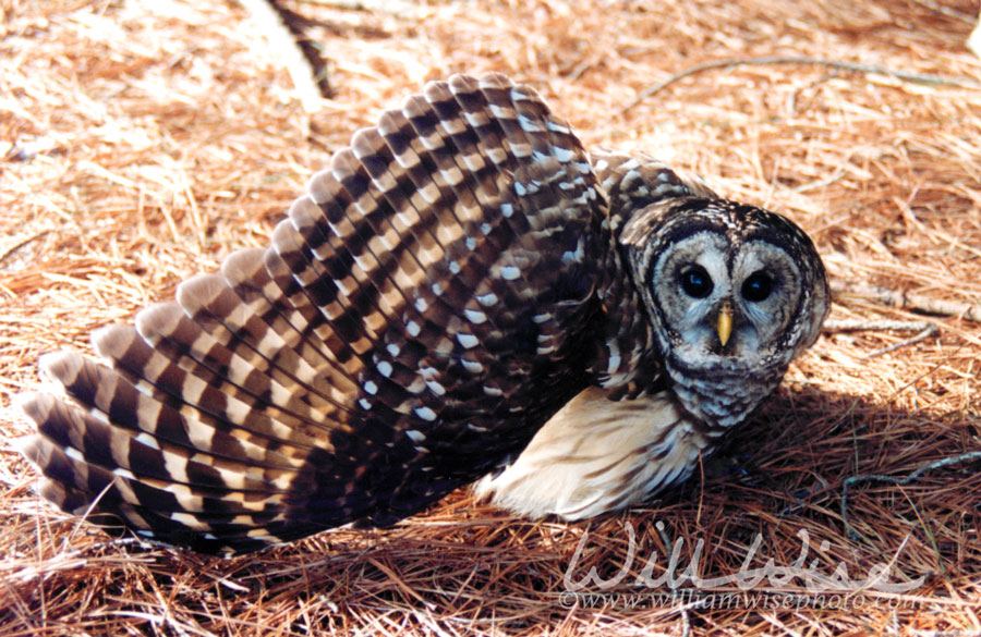 Barred Owl Picture