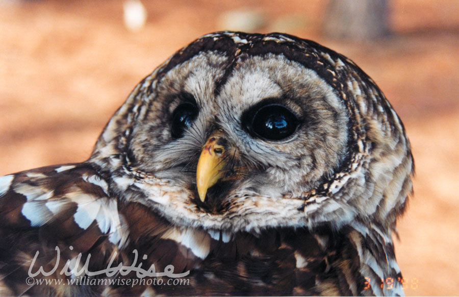 Barred Owl Picture