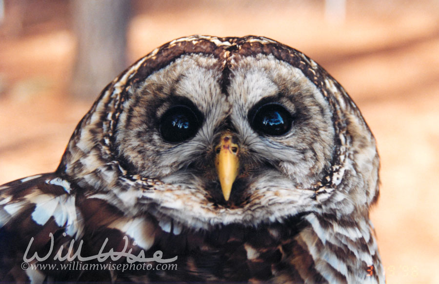 Barred Owl Picture