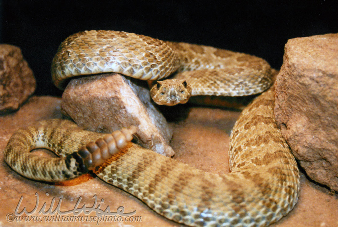 Mojave Rattlesnake Picture
