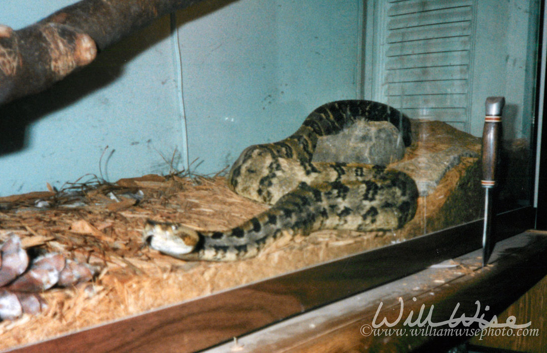 Timber Rattlesnake Picture