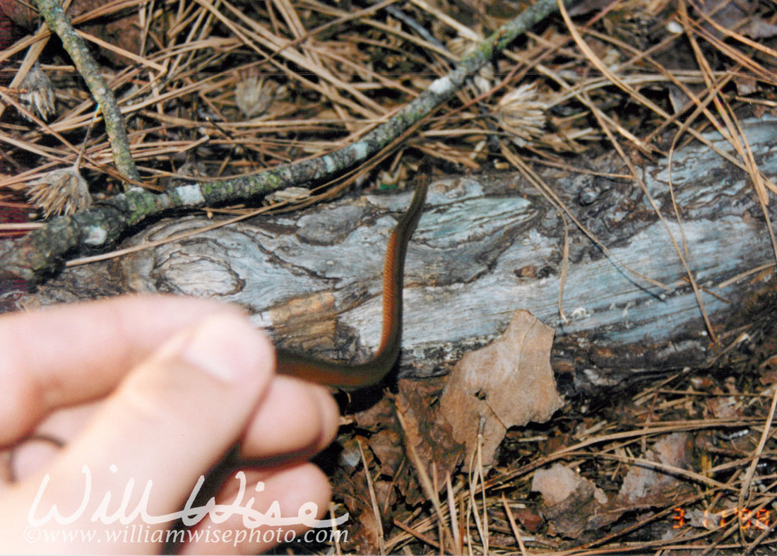 Redbelly Snake Picture