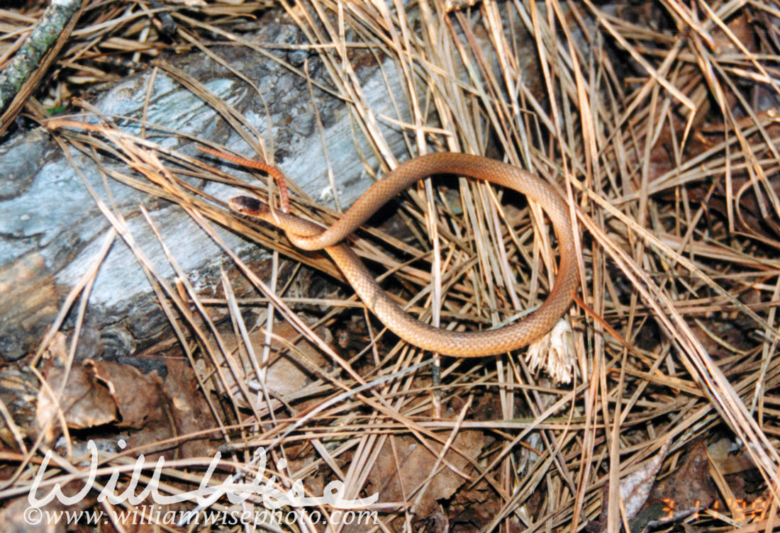 Redbellied Snake Picture
