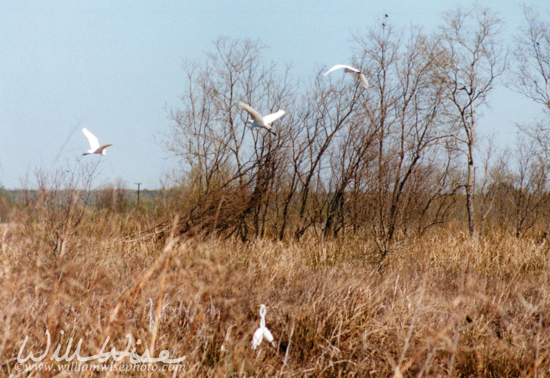 Great Egret Picture