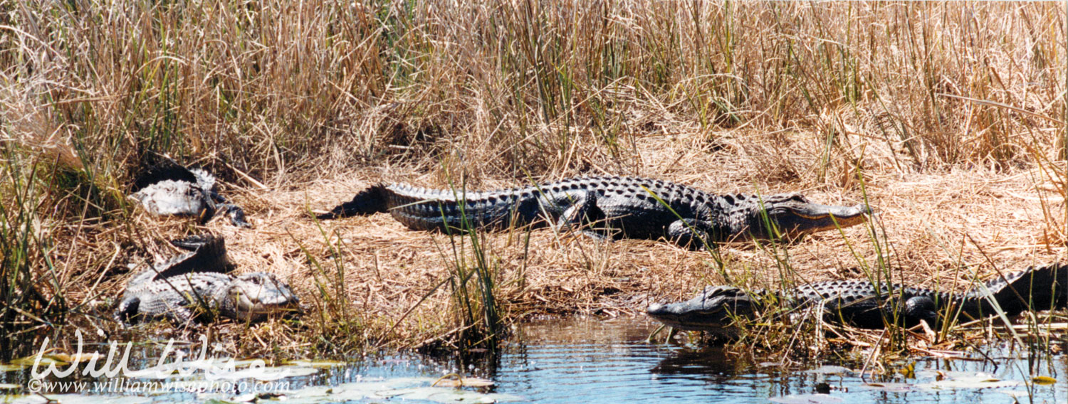 Alligator Picture