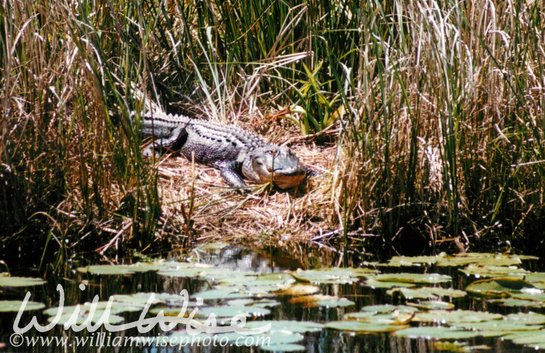 Alligator Picture