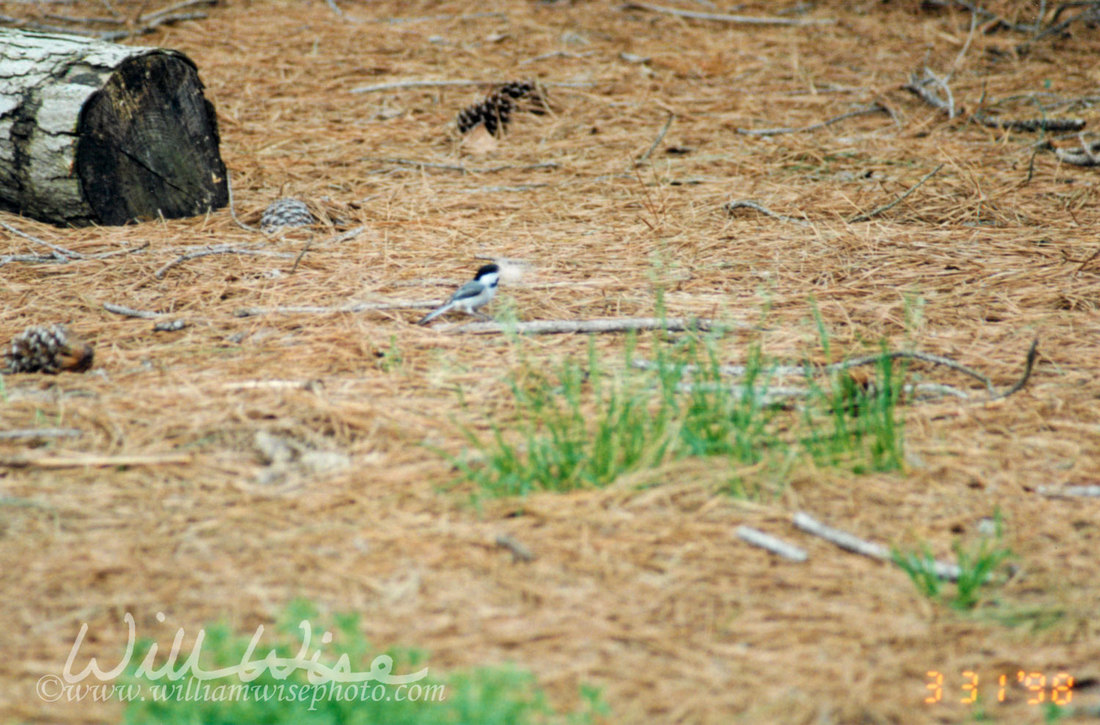 Carolina Chickadee Picture