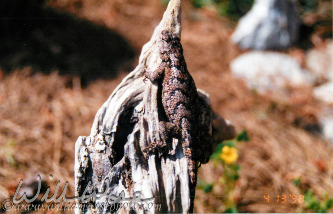 Fence Swift Lizard Picture
