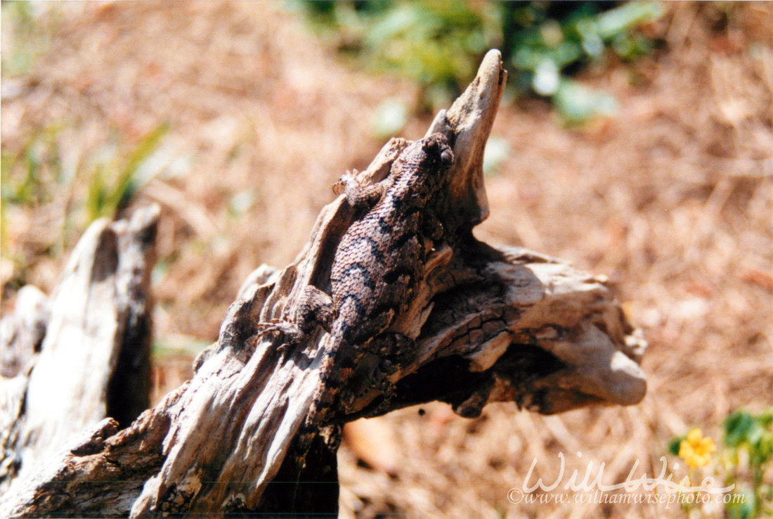 Fence Swift Lizard Picture