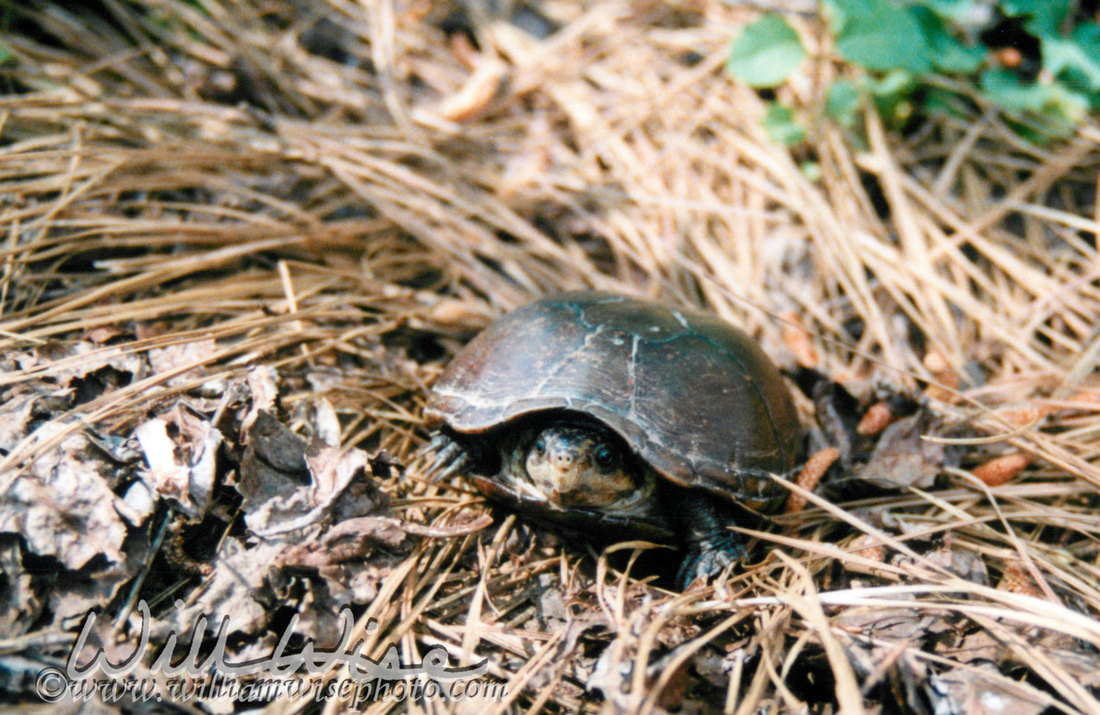 Mud Turtle Picture