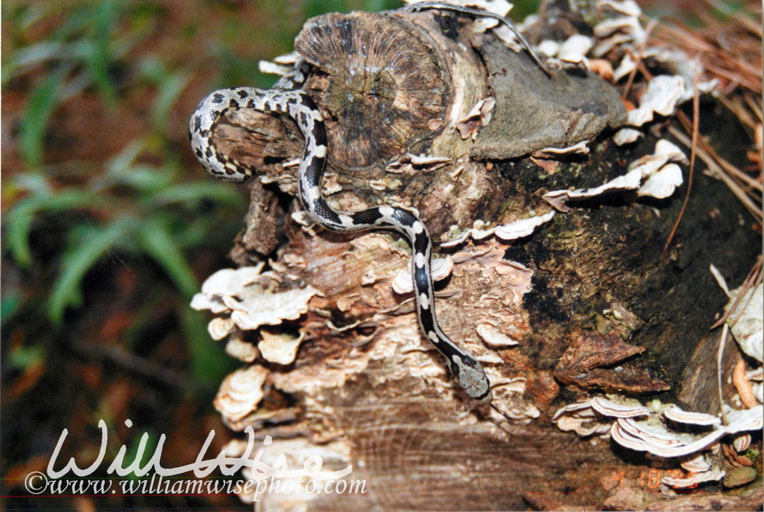Black Ratsnake Picture