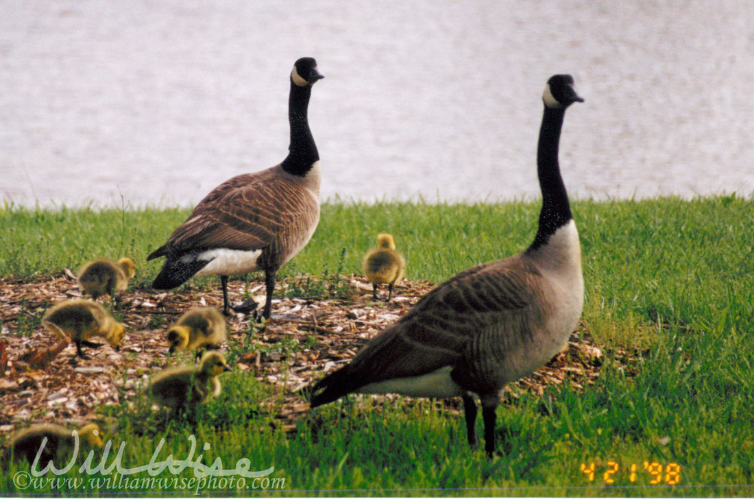Canada Goose Picture