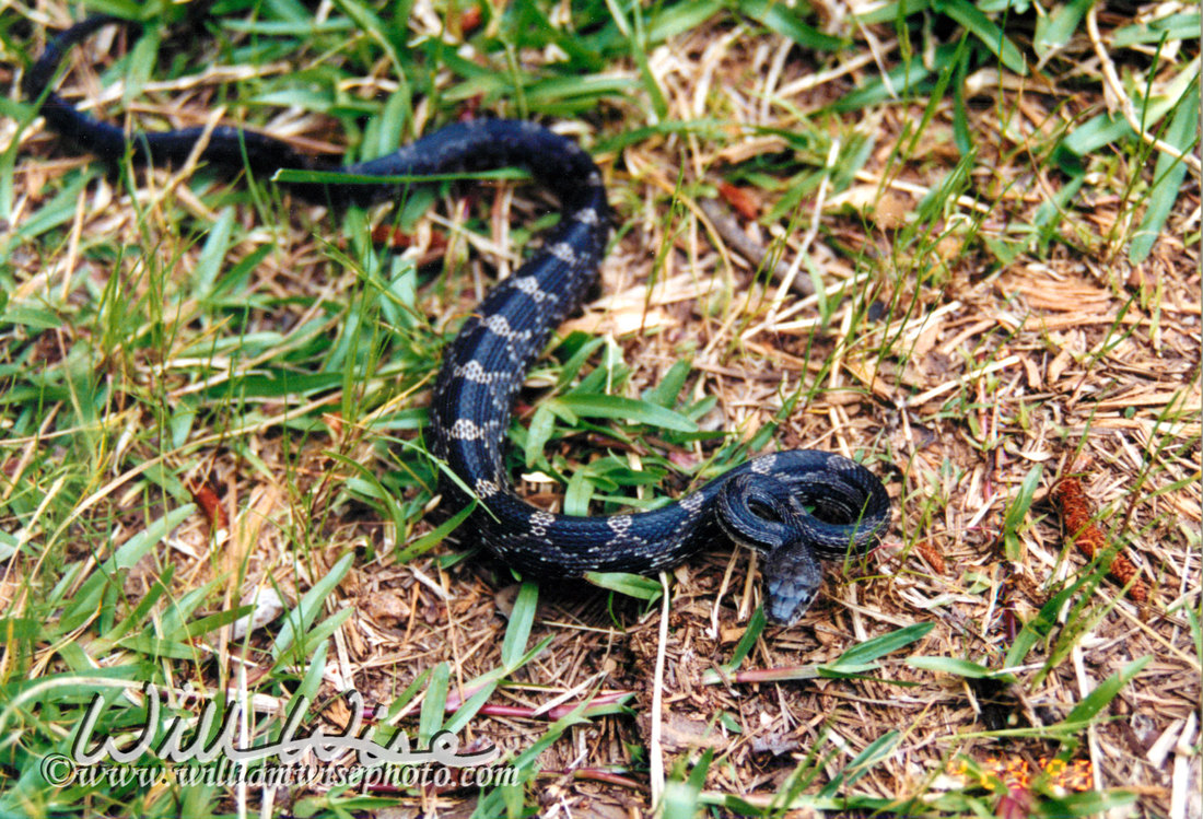 Black Ratsnake Picture
