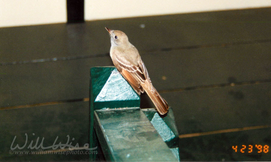 Flycatcher Picture
