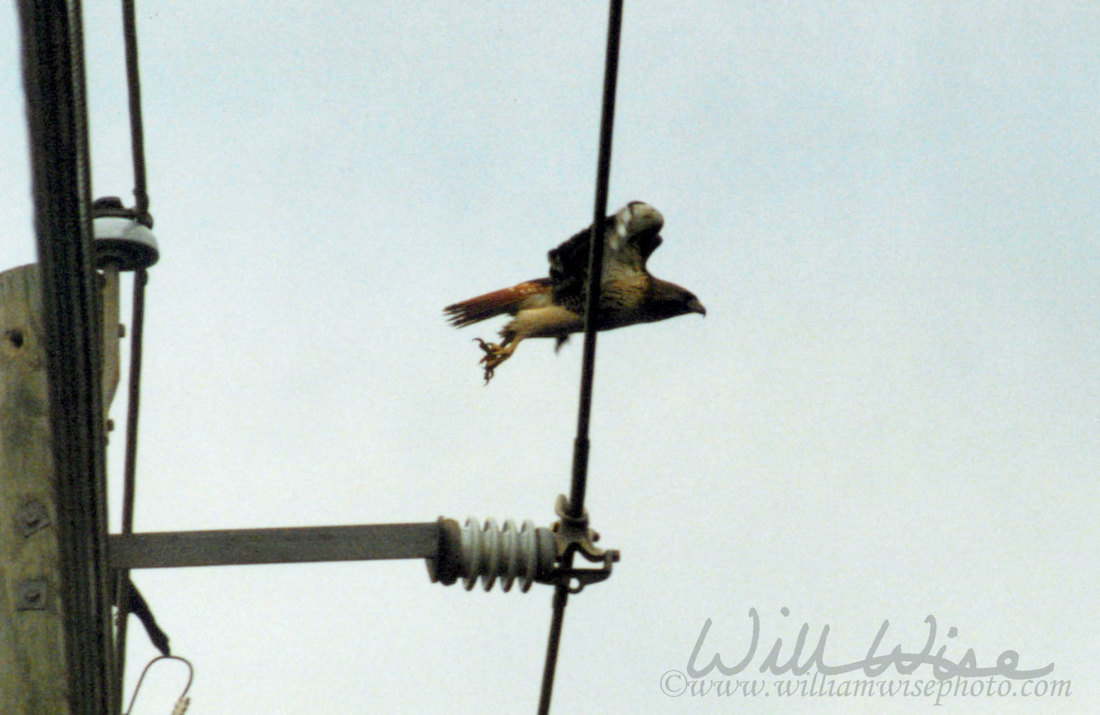 Red Tailed Hawk Picture