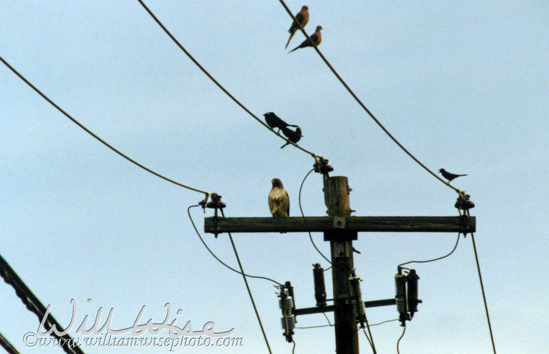 Red Tailed Hawk Picture