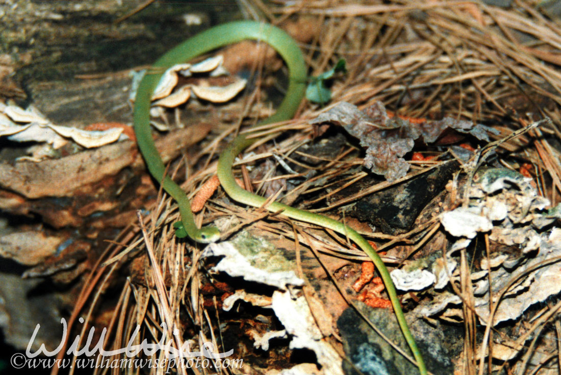 Rough Green Snake Picture