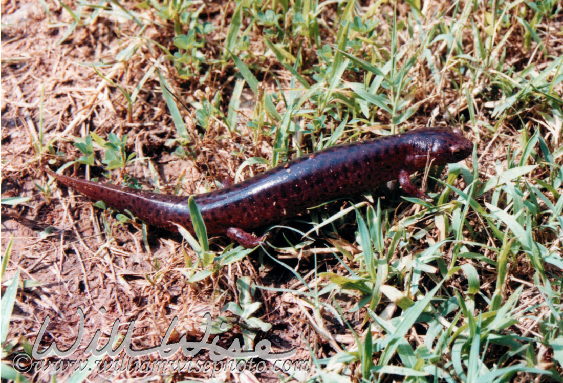 Red Salamander Picture