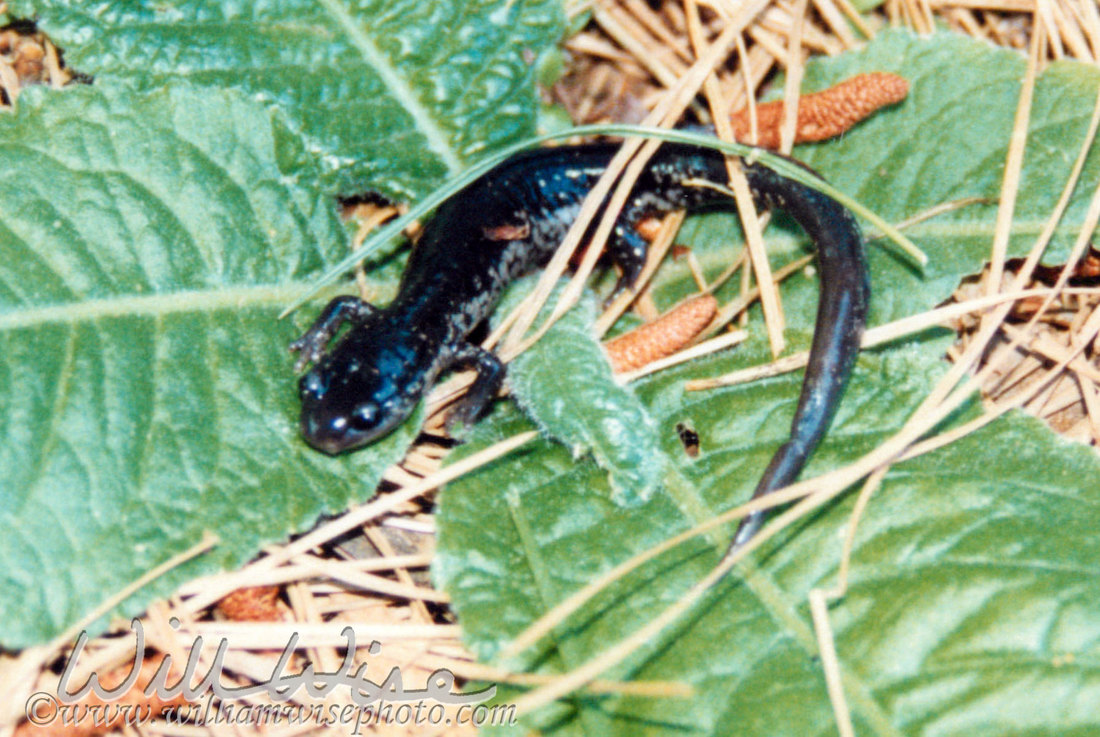 Slimy Salamander Picture