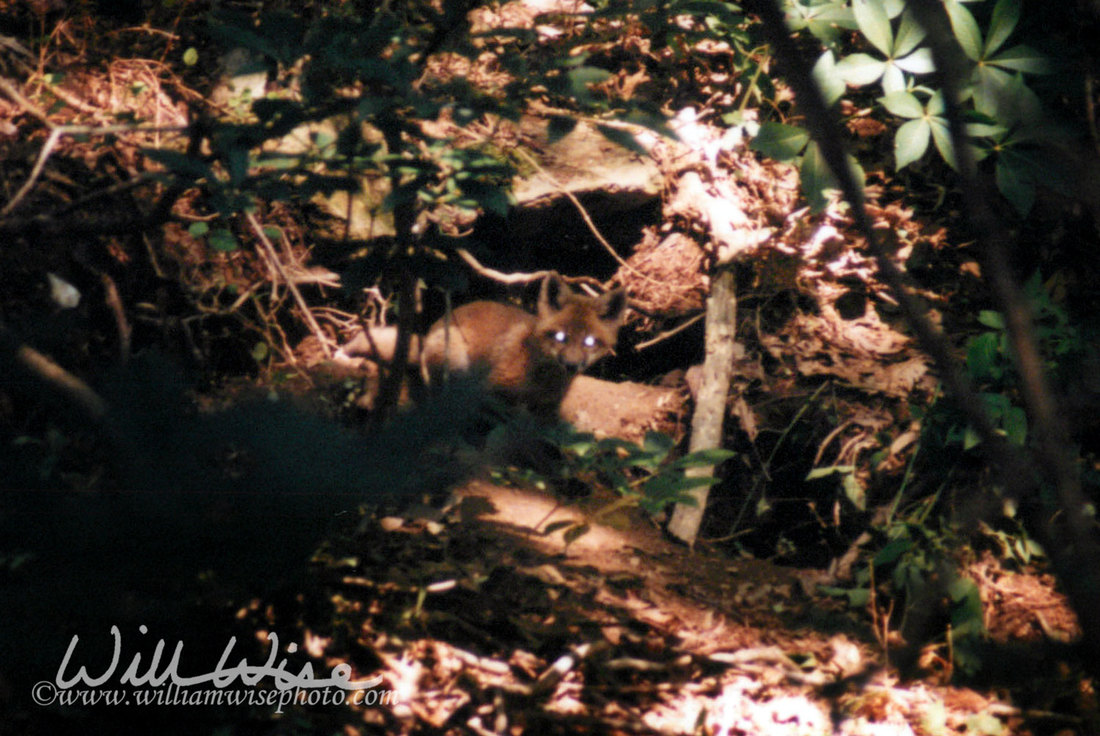 Baby Red Fox Picture