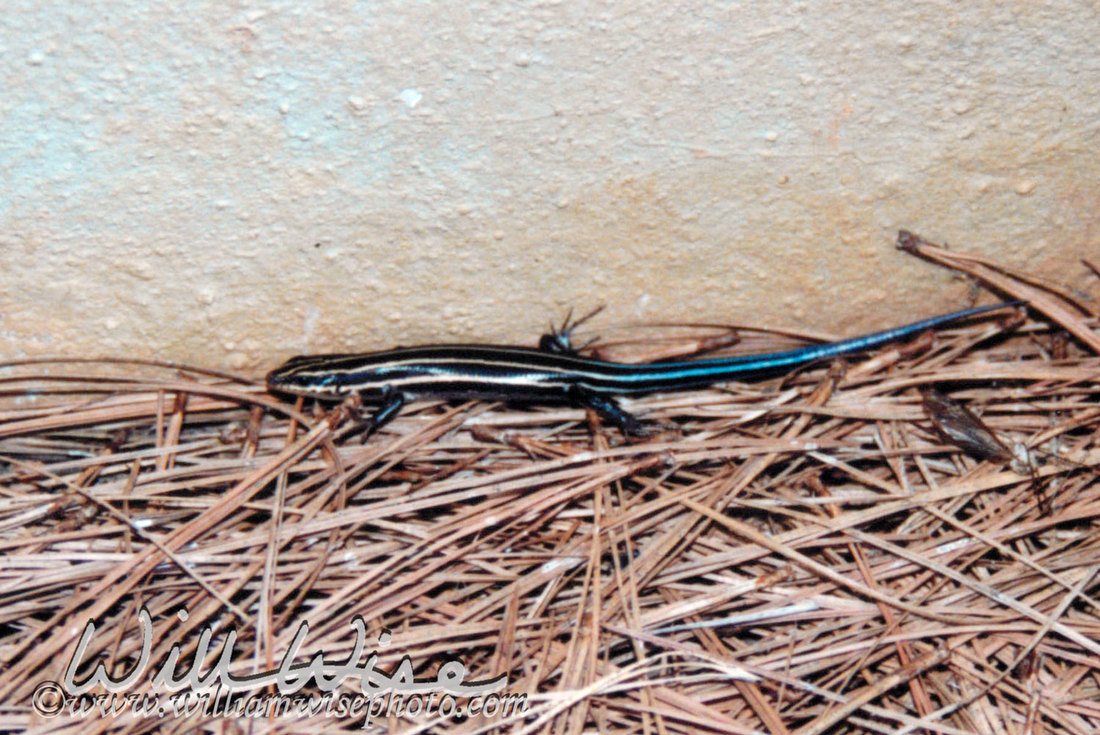 Skink Picture