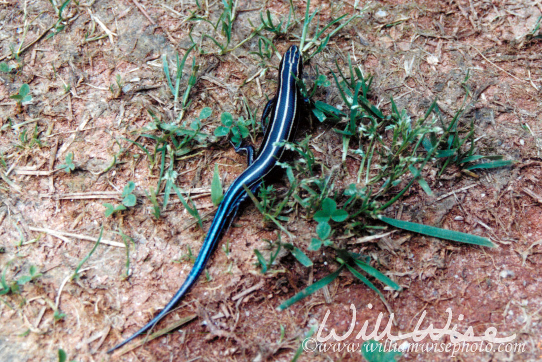 Skink Picture