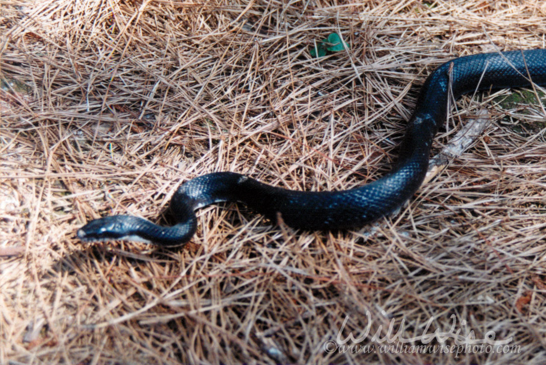 Black Ratsnake Picture