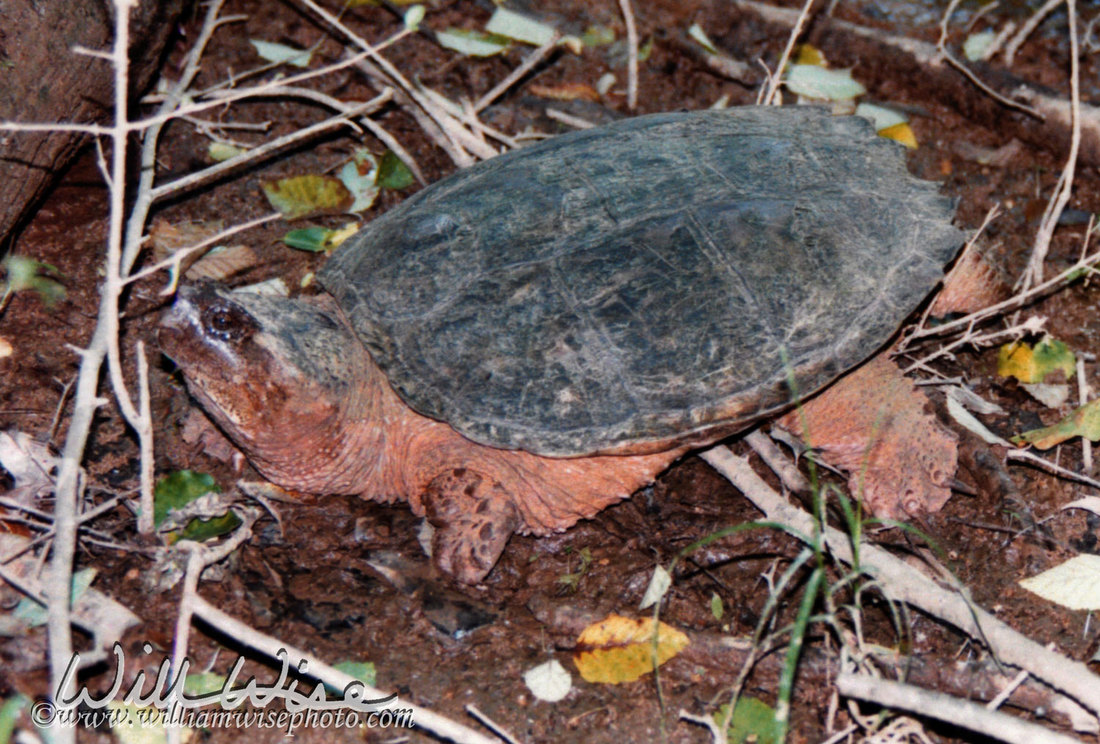 Snapping Turtle Picture