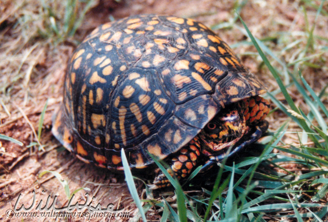 Box Turtle Picture