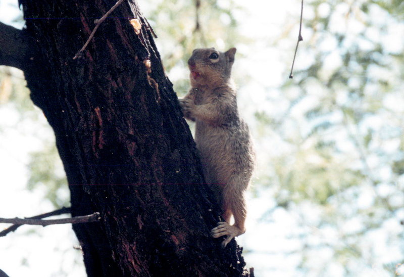 Rock Squirrel
