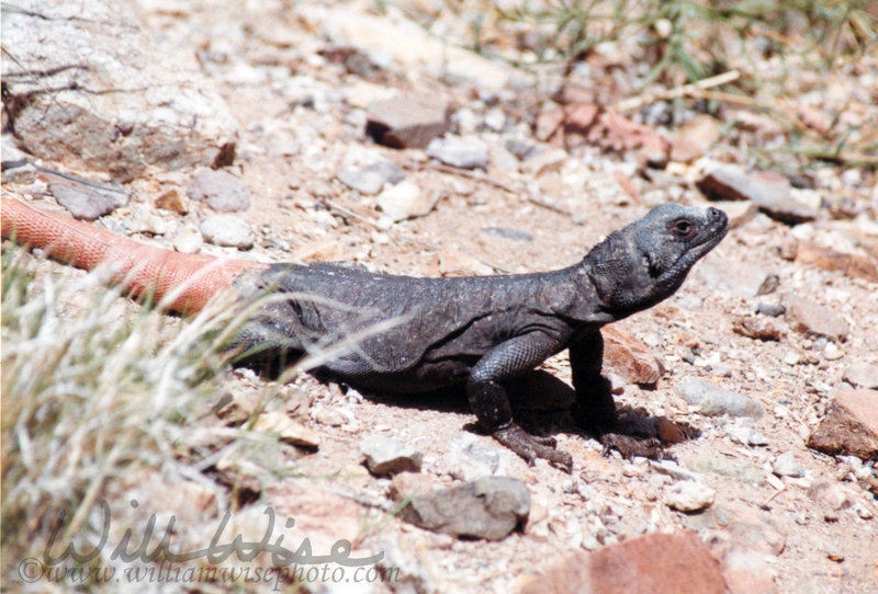Chuckwalla picture