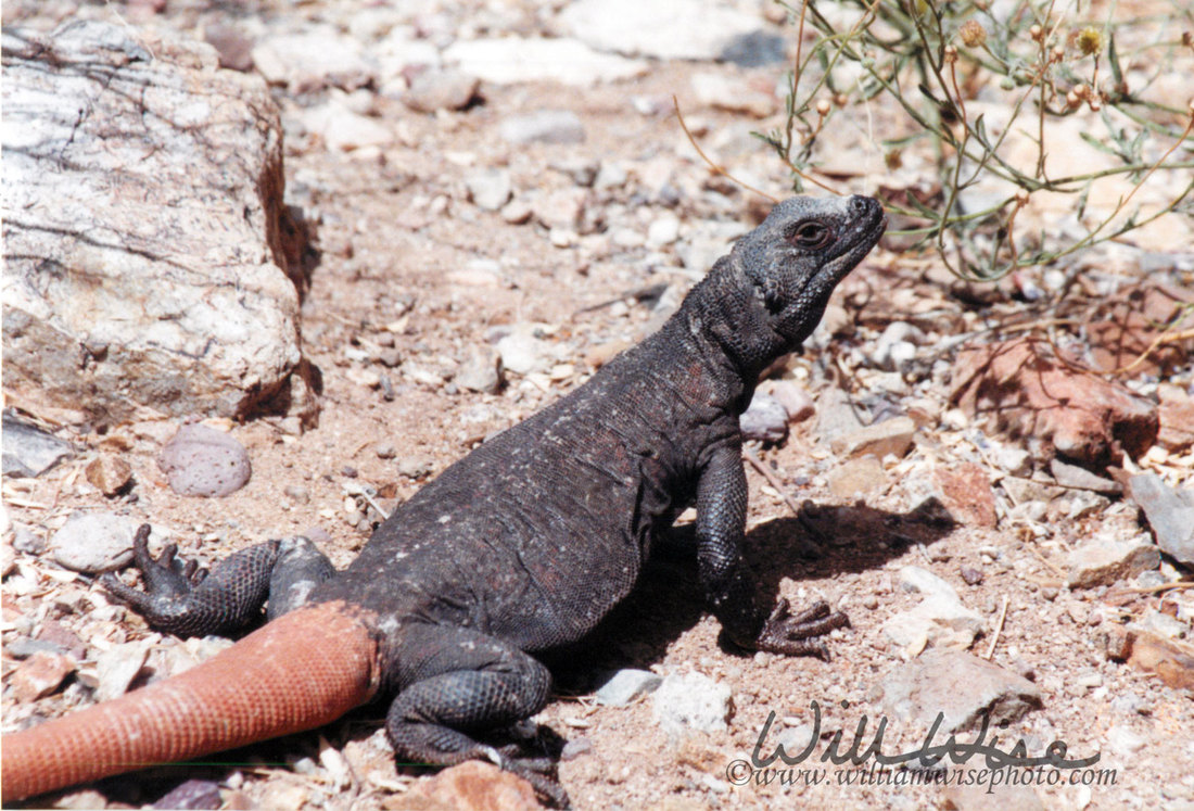 Chuckwalla Lizard Picture