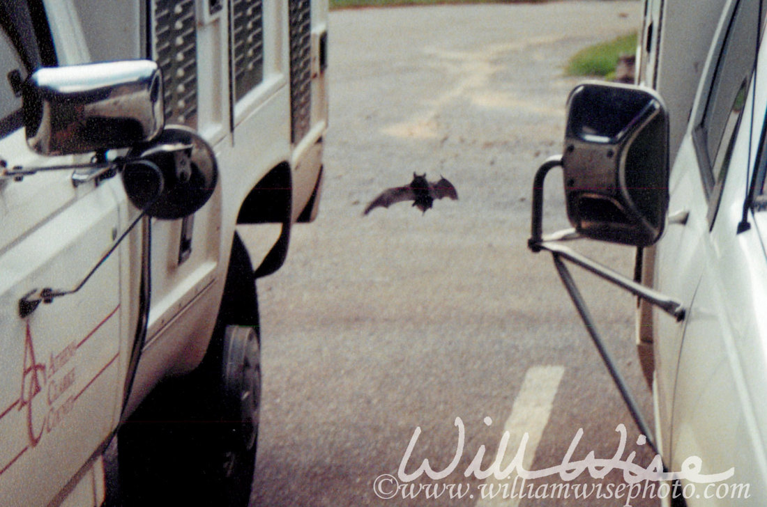 Mexican Free Tailed Bat Picture