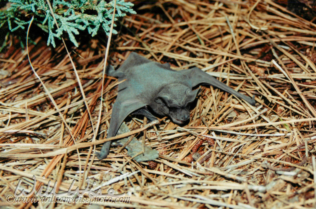 Bat Picture